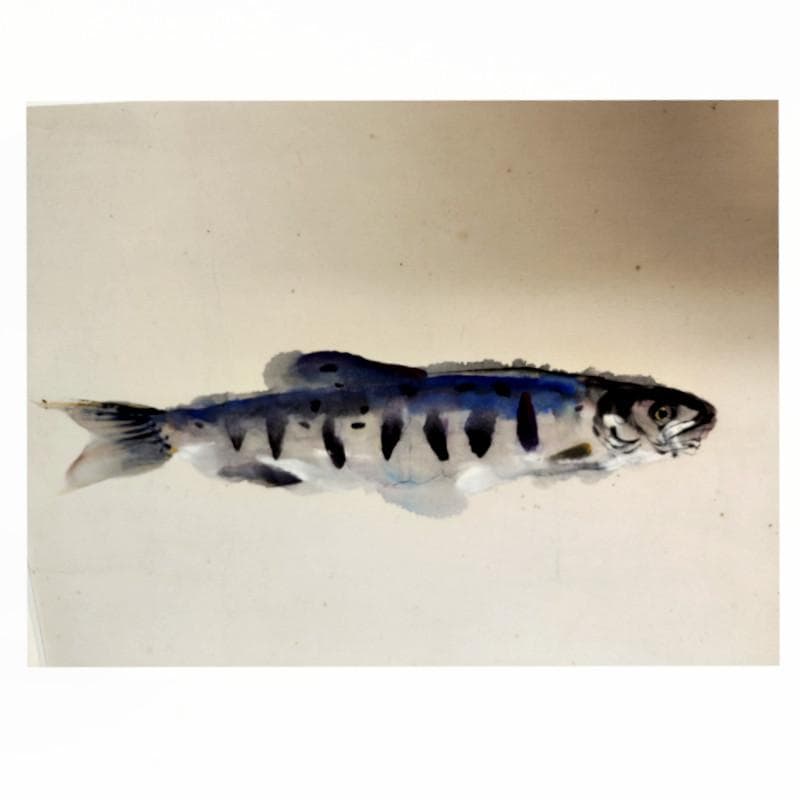 ☆上野山清貢☆ 「やまめ」 水彩画 ◇帝展特選・北海道新聞社文化賞
