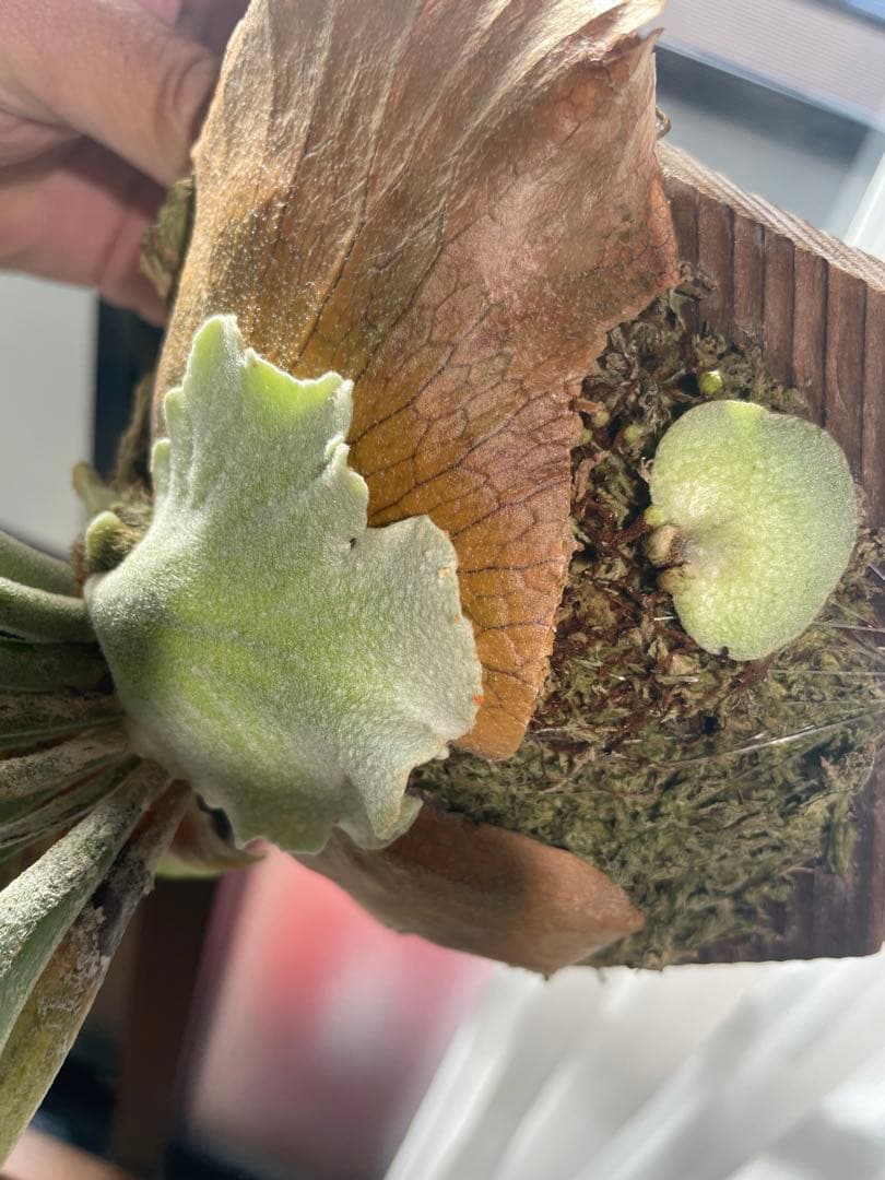 ベトナム漆螺鈿細工のパネル（バイヨン寺院）4枚綴り ベトナム漆螺鈿細工の