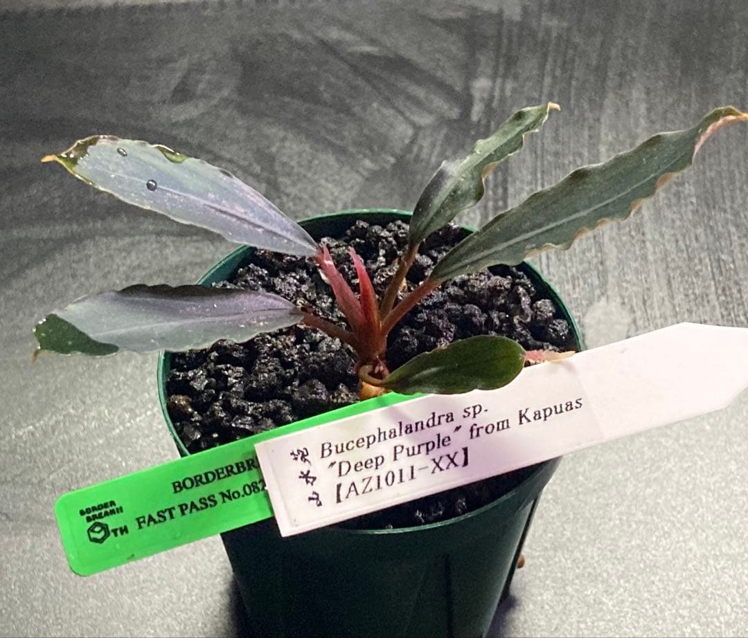 Bucephalandra Deep Purple 【AZ1011-XX】初期