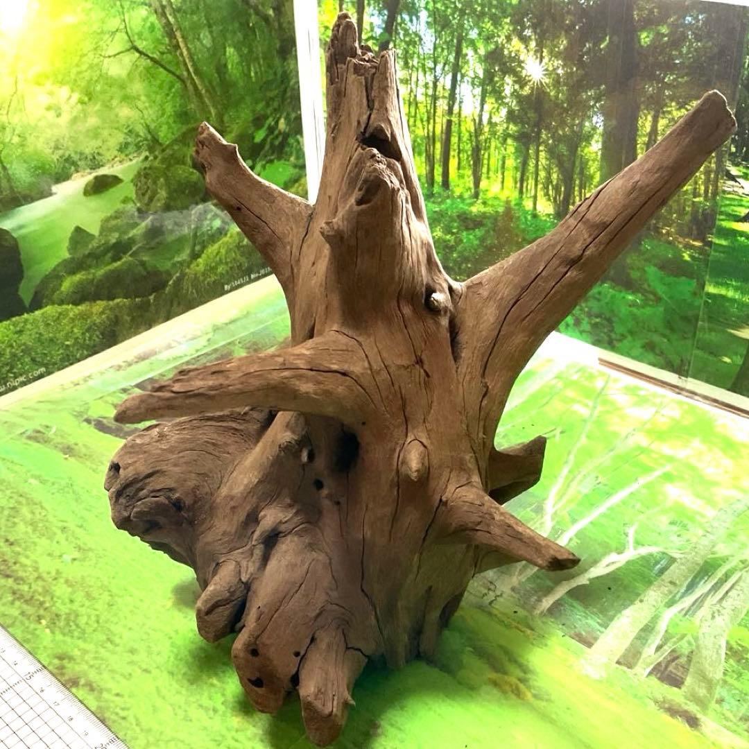 龍スケールです。イケメン朽ち木状ホーンウッド、他2点