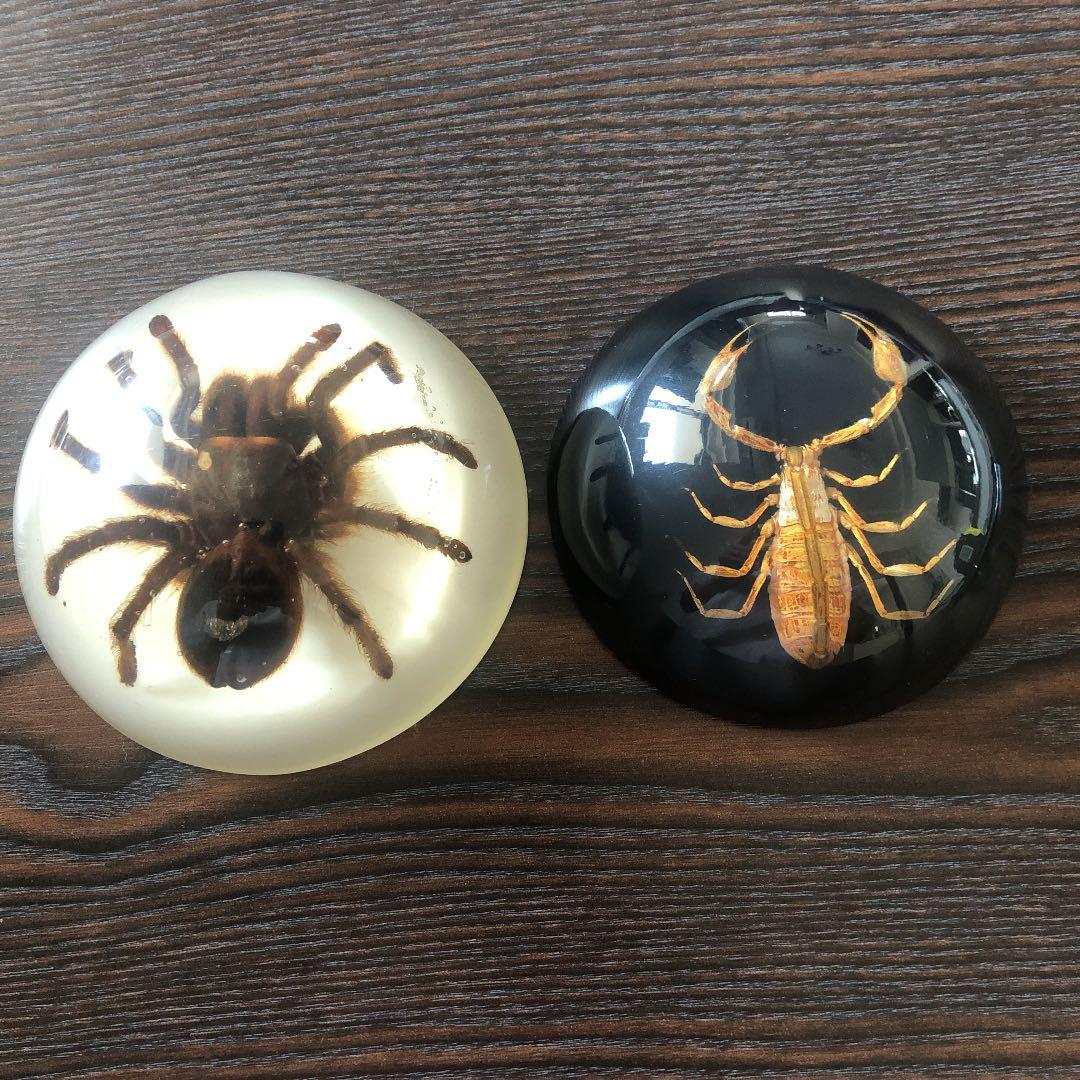 蜘蛛 蠍 タランチュラ スコーピオン 置物 剥製 標本 - メルカリ