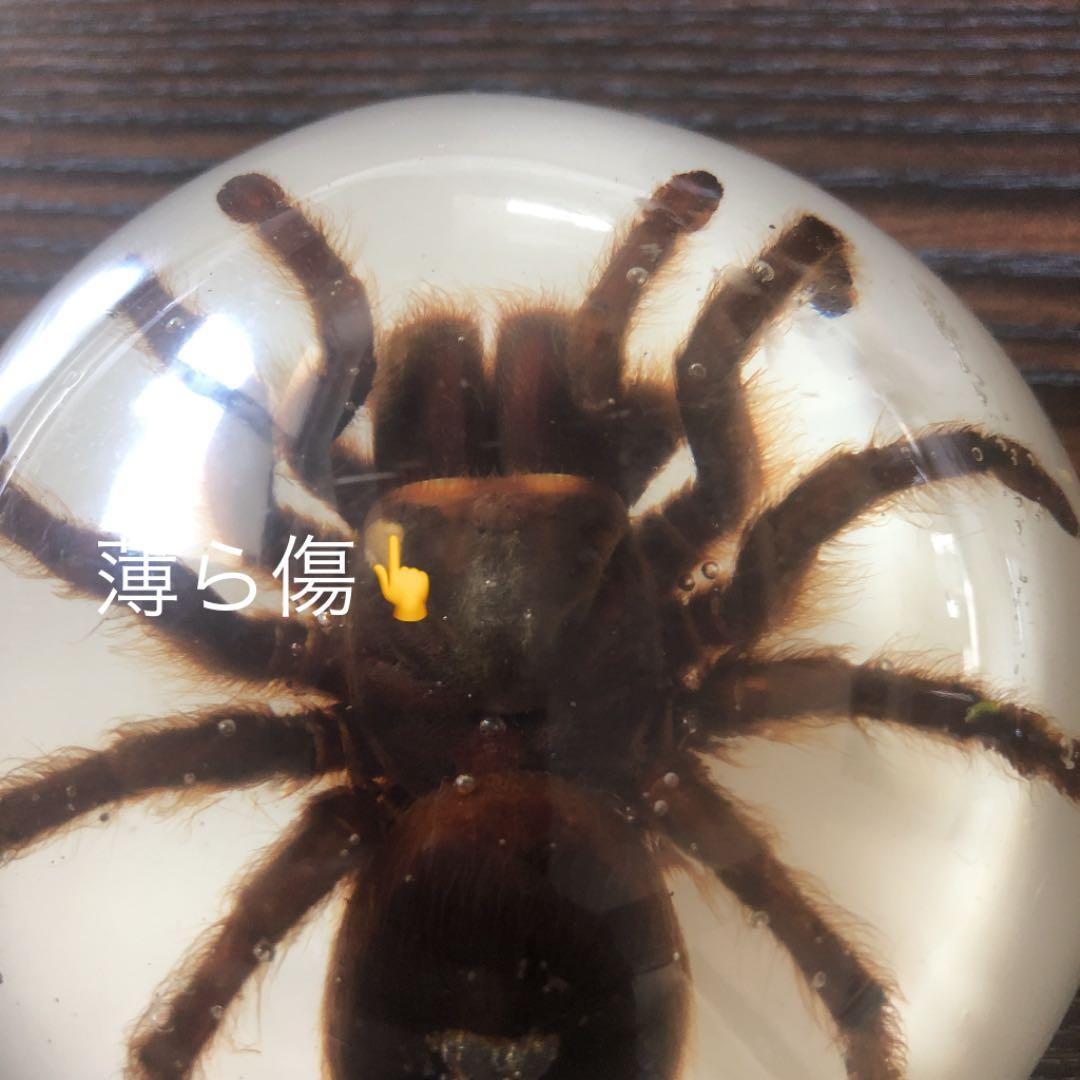 蜘蛛 蠍 タランチュラ スコーピオン 置物 剥製 標本 - メルカリ