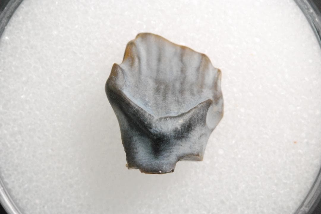 アンキロサウルスの歯 [DS281] 化石 希少 レア アンキロサウルスの歯 [DS281] 化石 希少 レア アンキロサウルスの歯