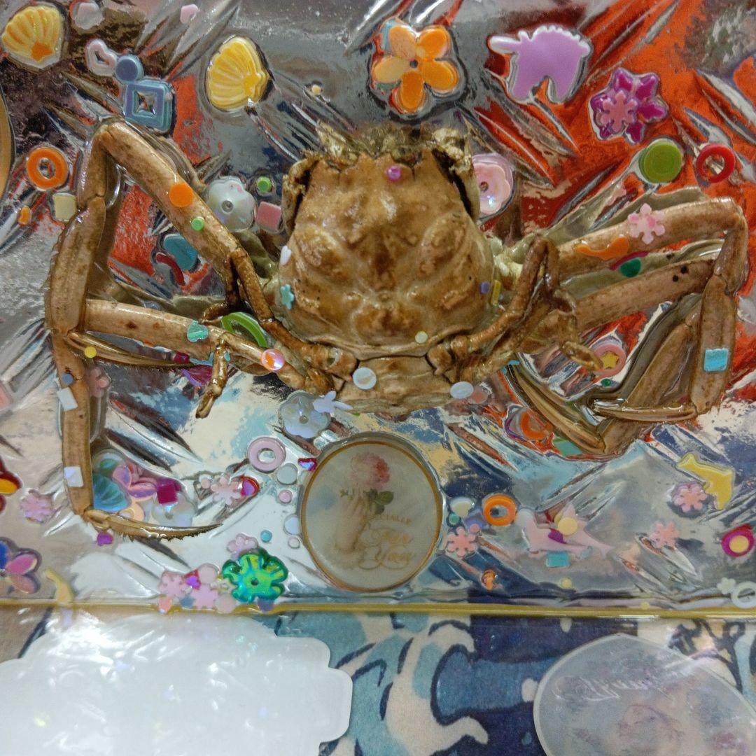 人面蟹稀少源平合戦古戦場平家武者怨霊立体リアルヘイケガニ科平家蟹