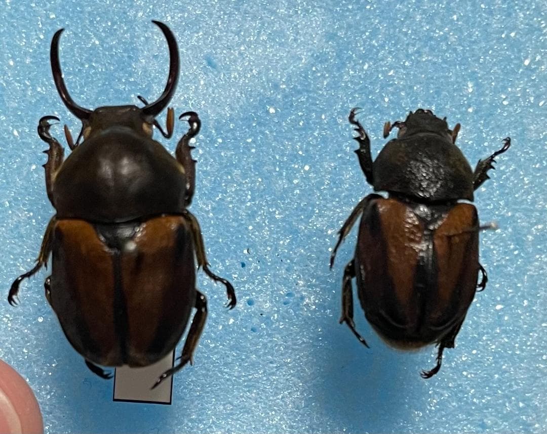 ベトナム産 マイシカクワガタ 45mm ベトナムのクワガタムシ Lucanidae