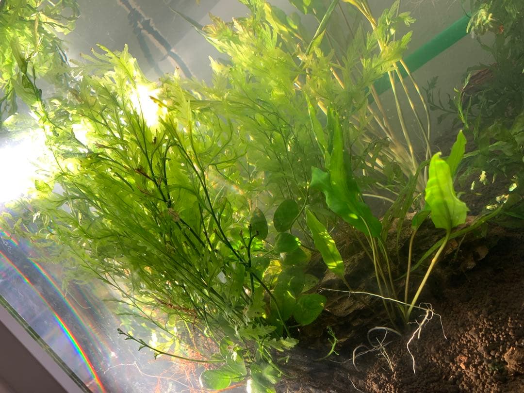 出品予定】溶岩石活着ボルビティス&ナナミニ&クリプト