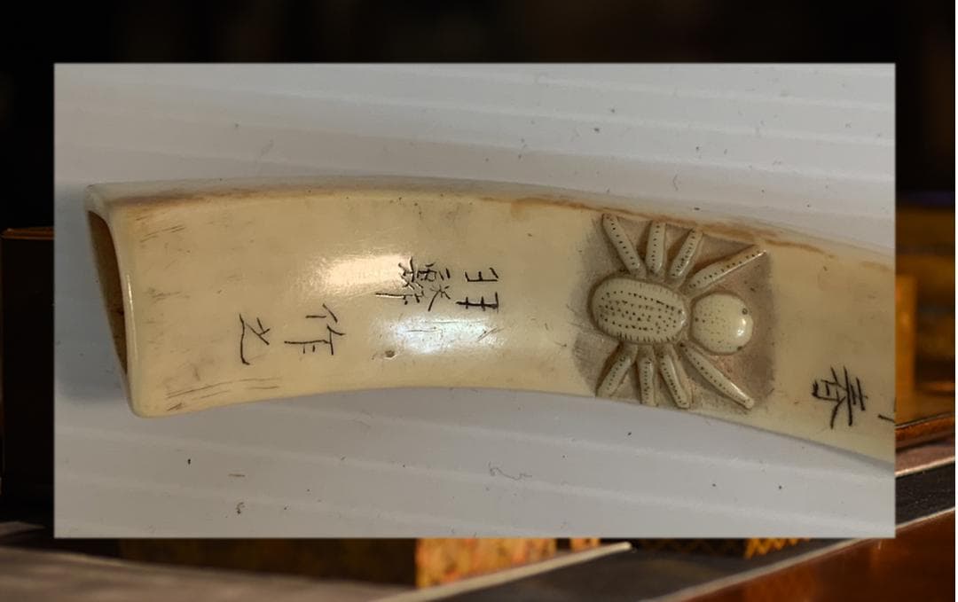 ○石見根付 ○蜘蛛 ○猪牙 古牙 獣牙 時代物 骨董 いのしし ○石見