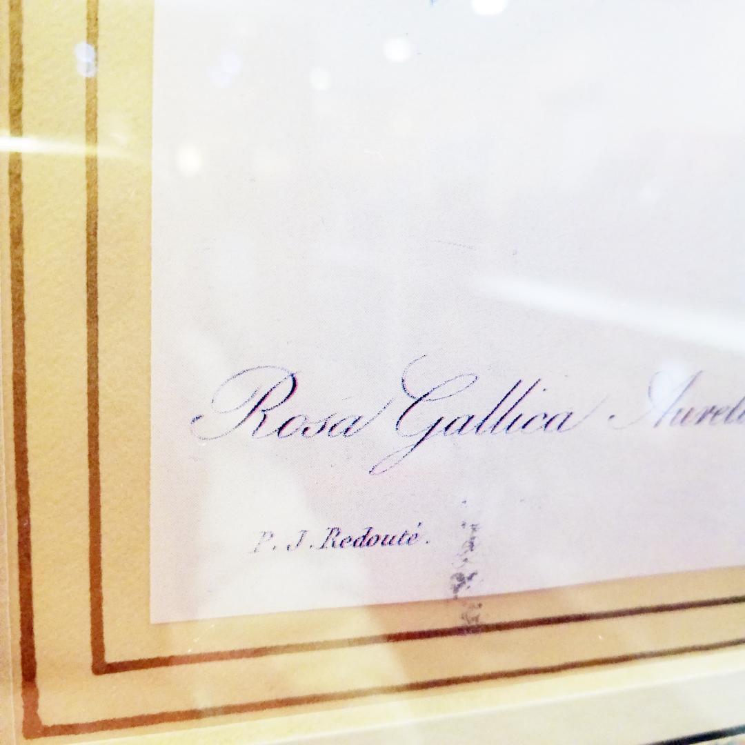 ◇P.J.Redoute　H.HAL CHICAGO KRAMER　薔薇　絵画