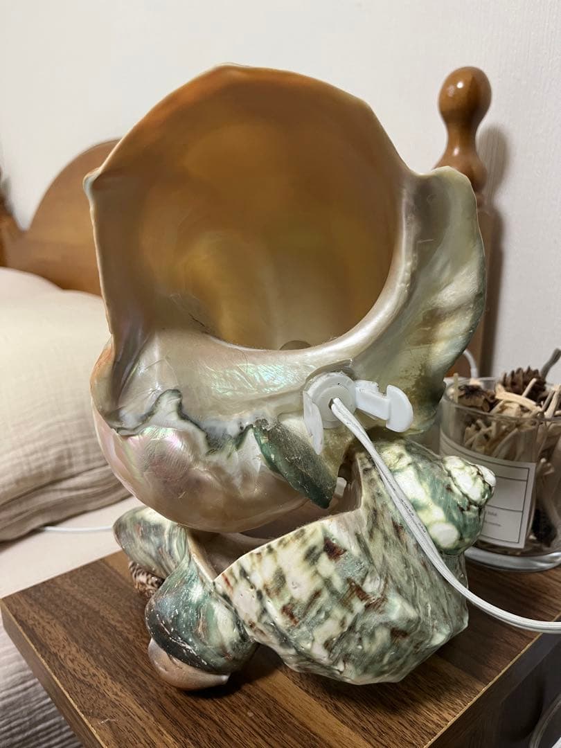 夜光貝 インテリア ライト 小物 貝 or シェル - 照明の人気通販