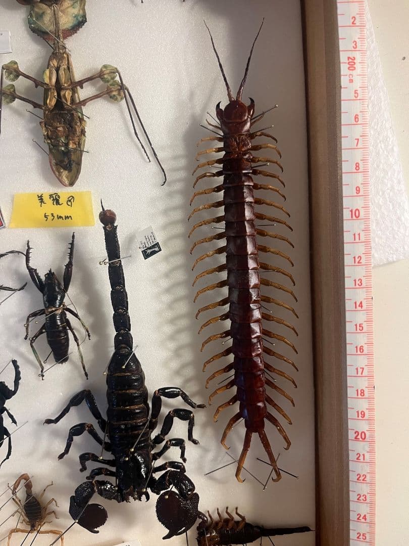 百足最大種】ペルビアンホワイトレッグセンチピード 全長22cm程 標本 奇蟲