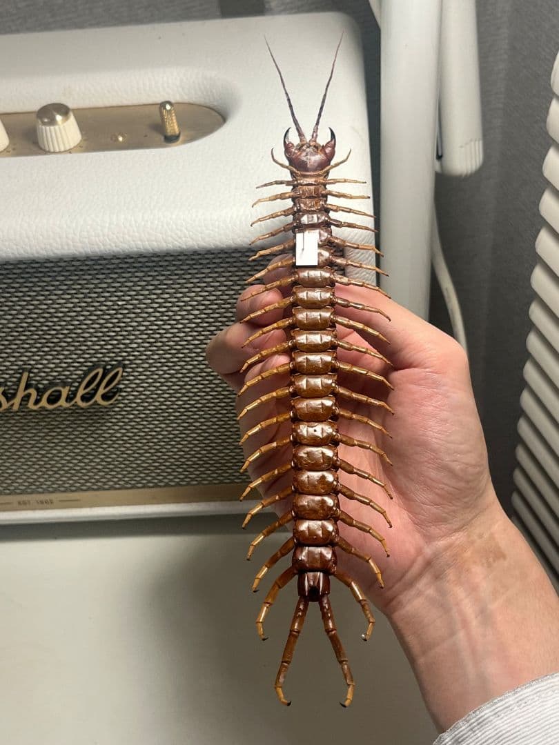 百足最大種】ペルビアンホワイトレッグセンチピード 全長22cm程 標本 奇蟲