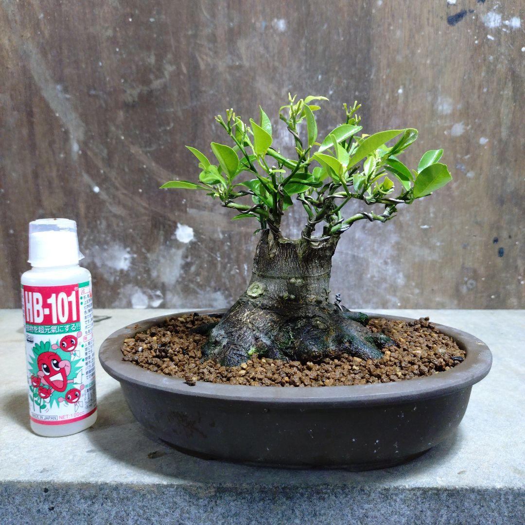 盆栽鉢 泥鉢 ヴィンテージ1点物 六角鉢 土目しっとり手触り抜群 重量有