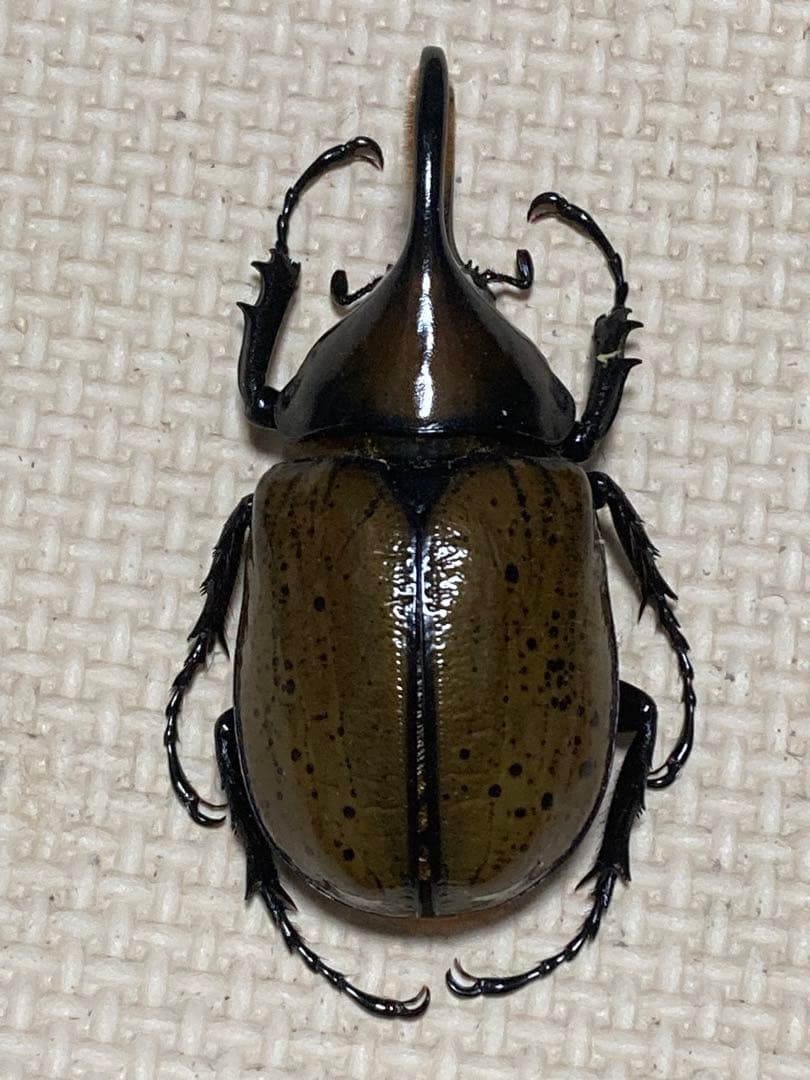 モロンシロカブト♂野外標本