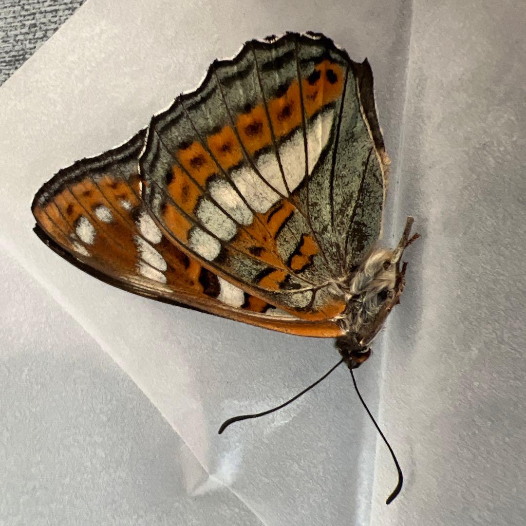 オオイチモンジチョウ モンゴル産9頭セット｜2025年最新