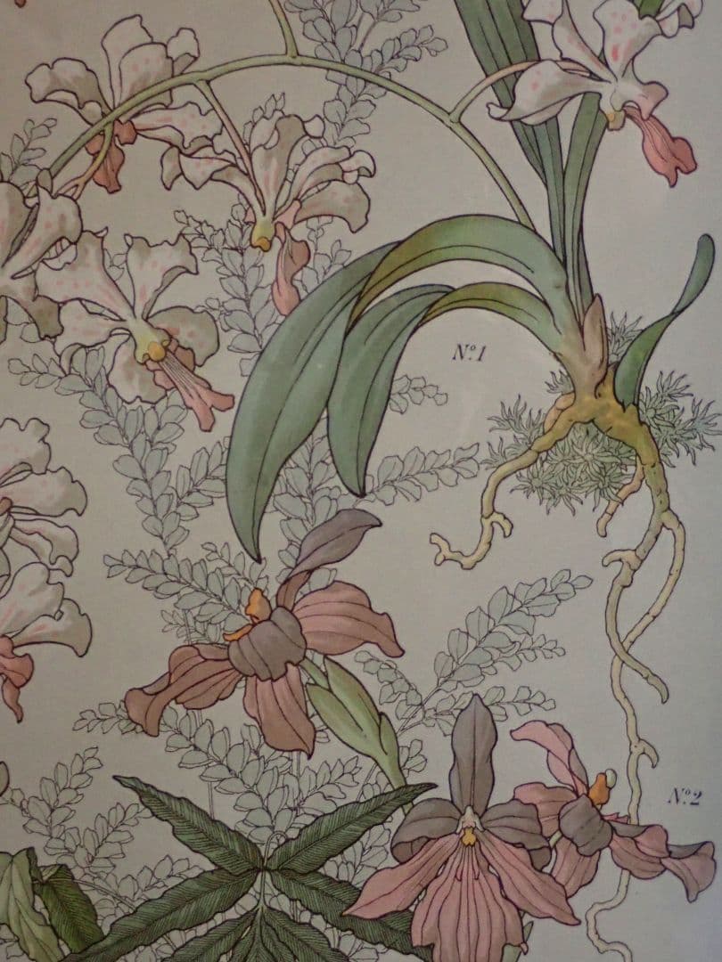 アンティークプリント○ランバート「蘭」1885年