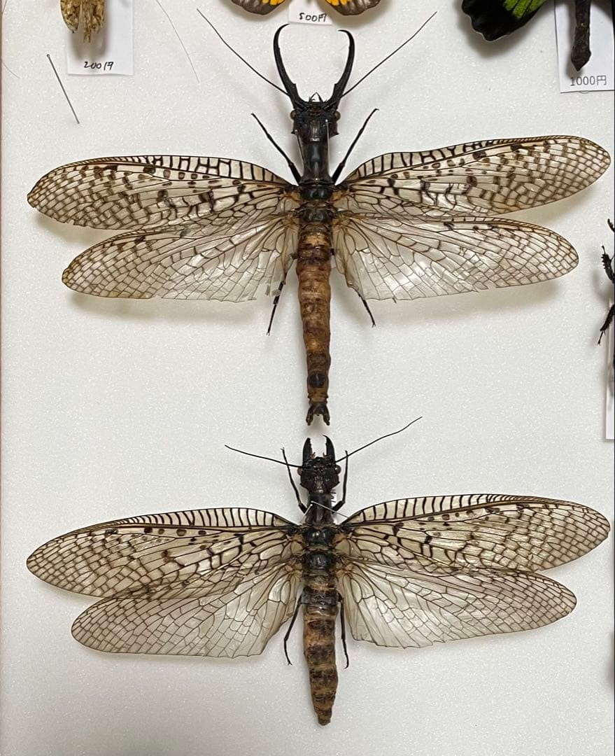 イワナの標本 剥製 木製フレーム 約30cmの通販はau PAY マーケット