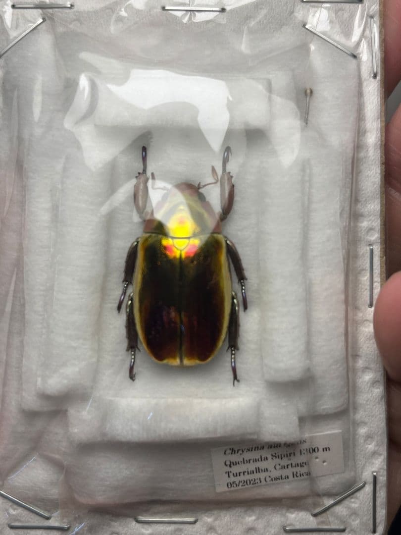 26mm】アウリガンスプラチナコガネ 赤色型 カナブン ウグイスコガネ