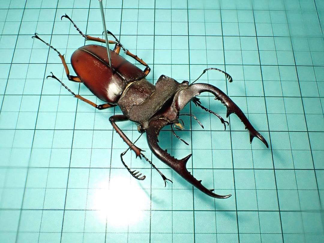 標本】フジタミヤマクワガタ ベトナム産 54.3ミリ 野外品 - メルカリ