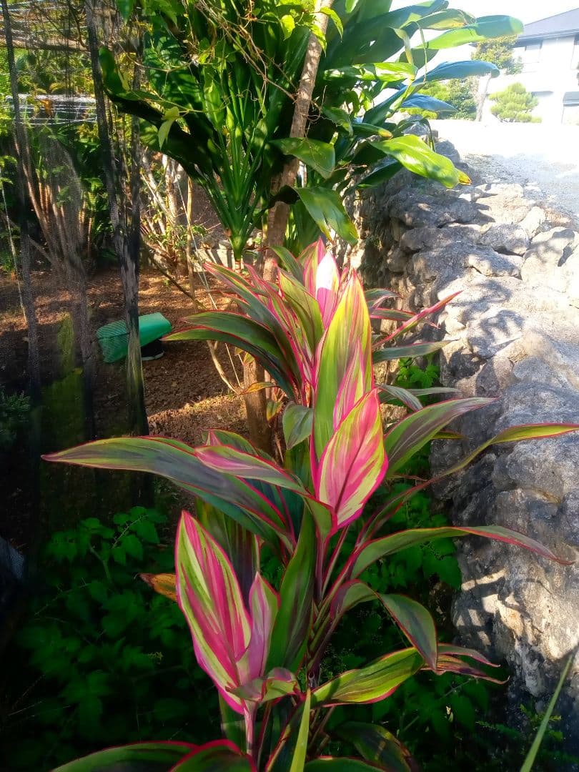 ハワイ産沖縄育ちのティーリィ―フ