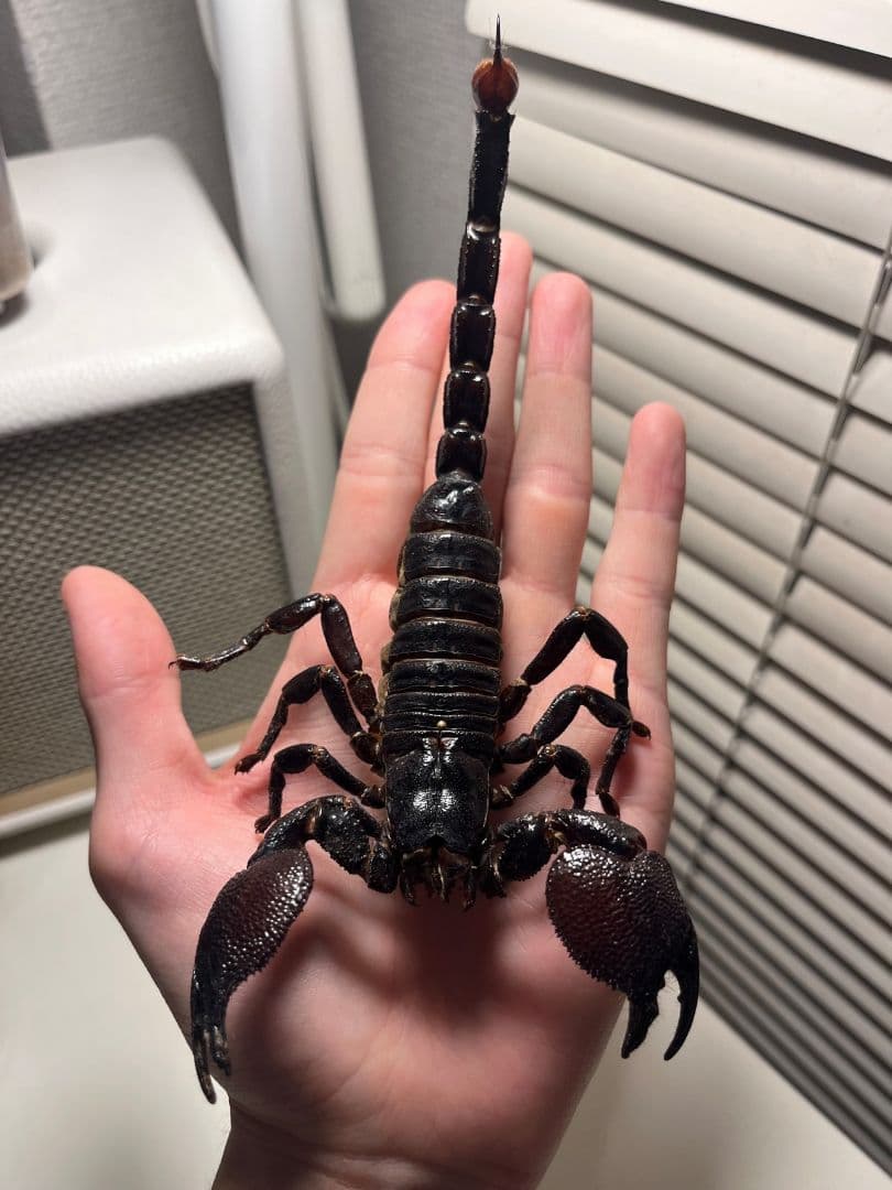 【150mm程】ダイオウサソリ エンペラースコーピオンムカデセンチピード 150mm程】ダイオウサソリ エンペラースコーピオンムカデセンチピード