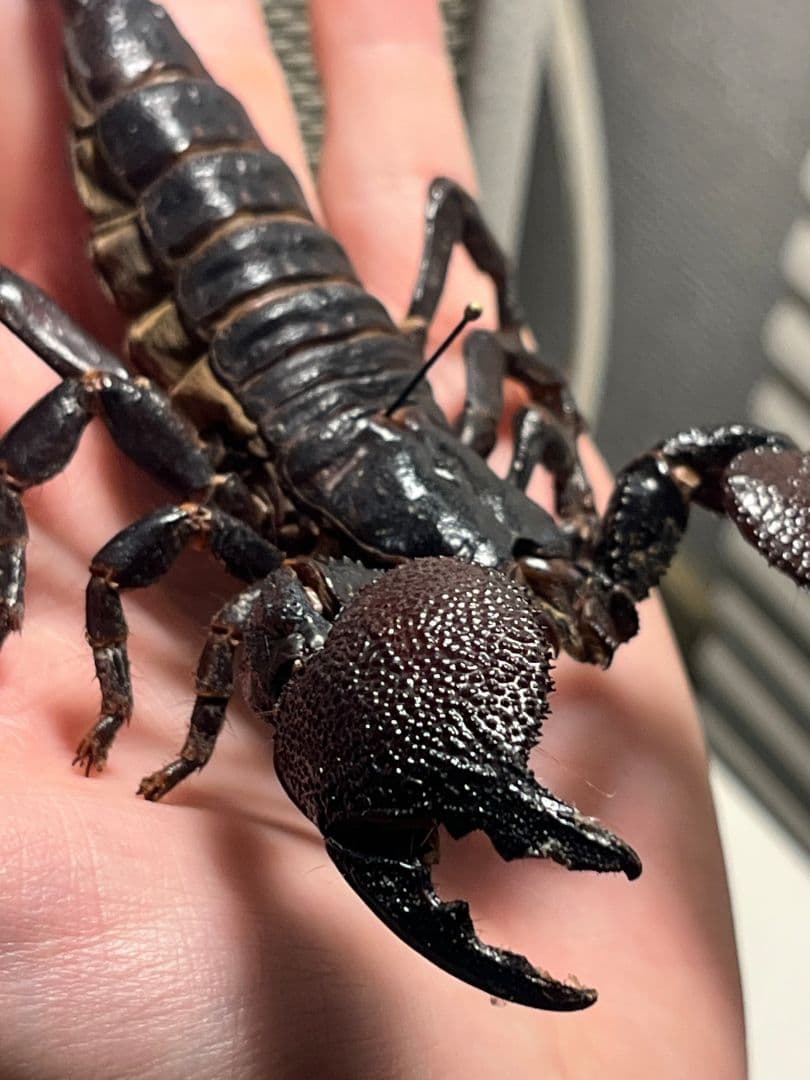 ウミテング 乾燥標本① 海 魚 レア 標本