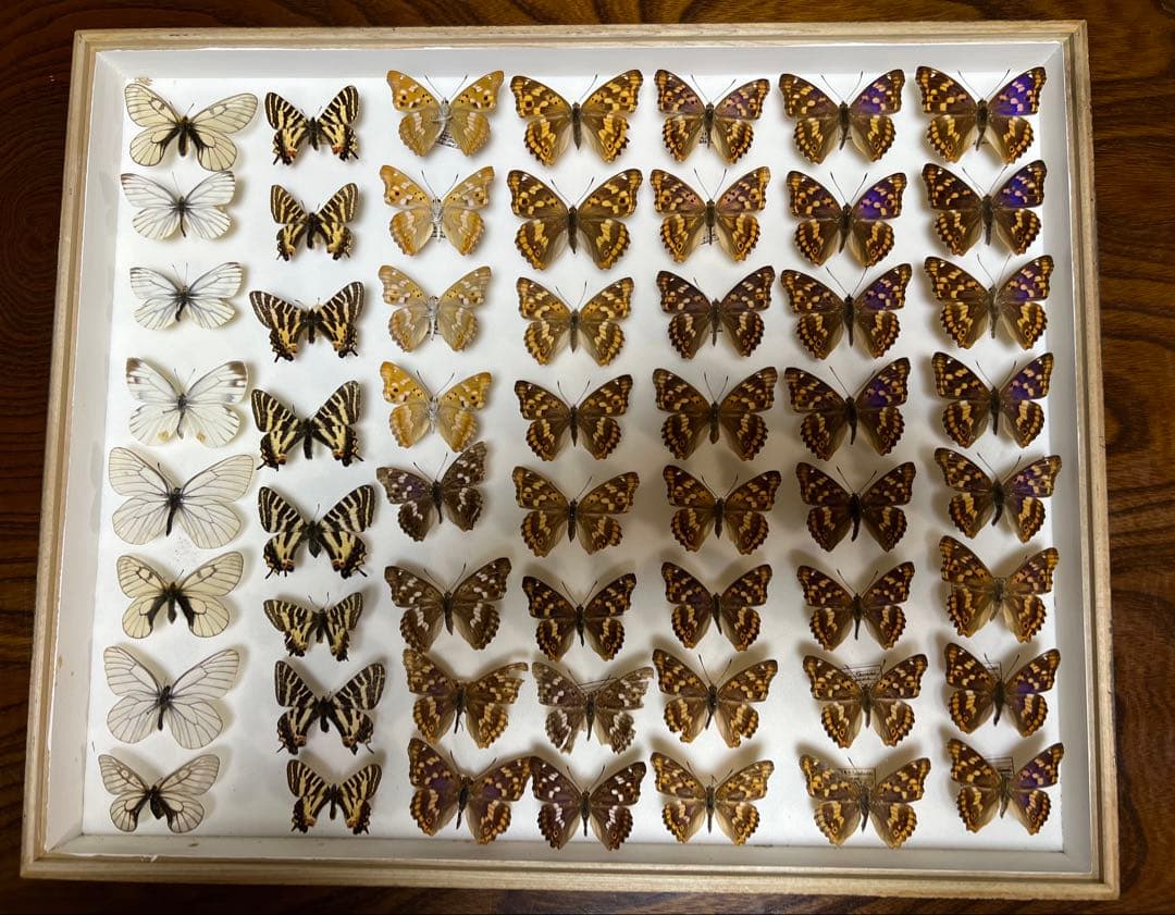 希少蝶標本ドイツガラス木箱現状品のみ41x50x6cm