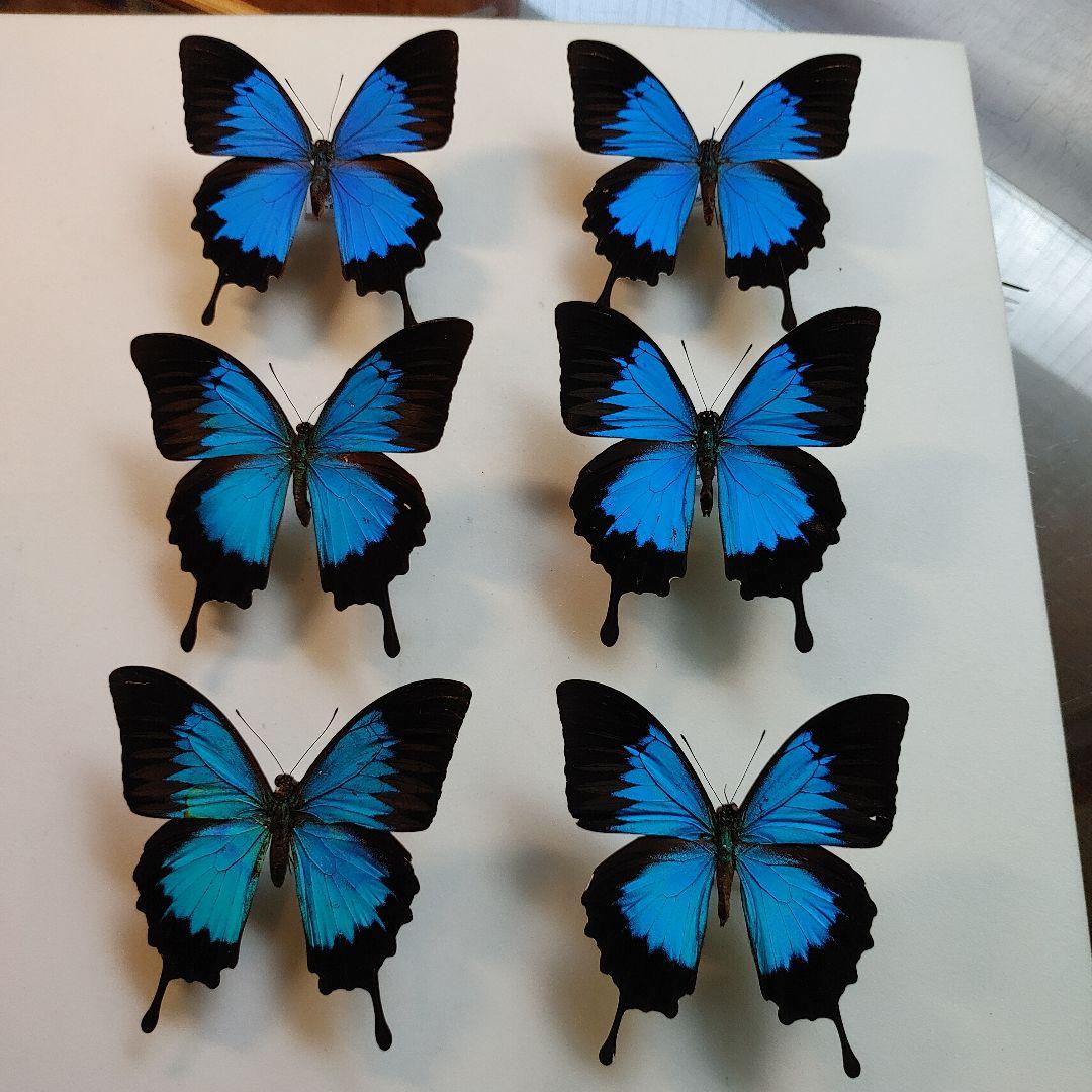 パピリオ・ラマルケイ（1オス・ボリビア）