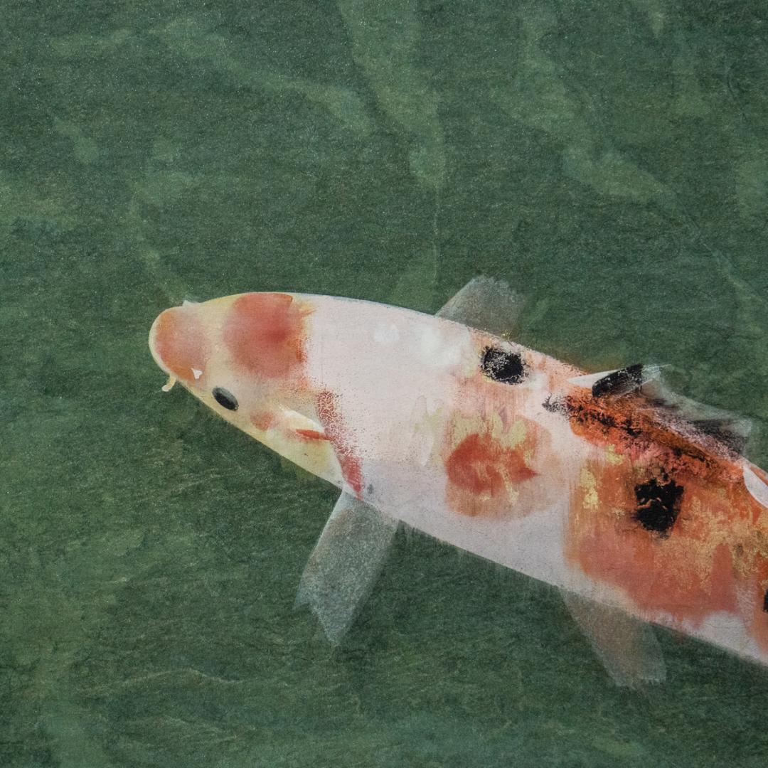 掛軸-1425 梶喜一 鯉 共箱 二重箱 太巻 - メルカリ