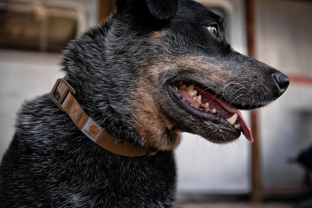 NEW】Carhartt カーハート 犬用リーシュ(L)＆首輪(M)セット 茶 - メルカリ