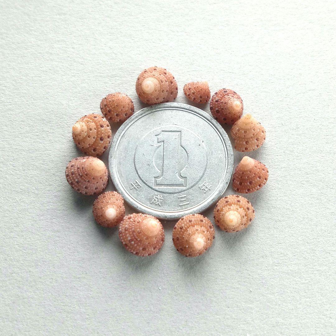 なつ様 リクエスト 10点 まとめ商品　貝殻