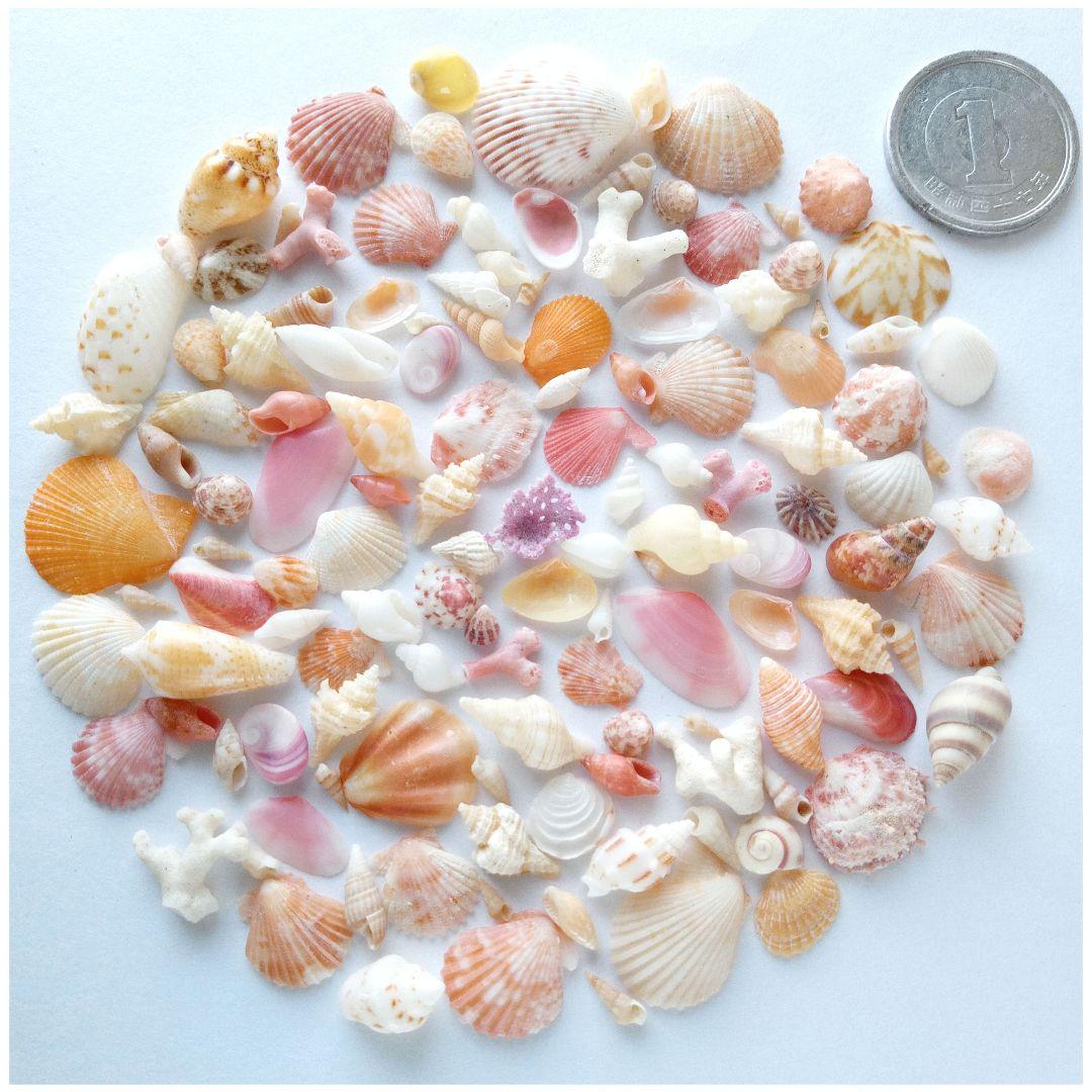 なつ様 リクエスト 10点 まとめ商品　貝殻