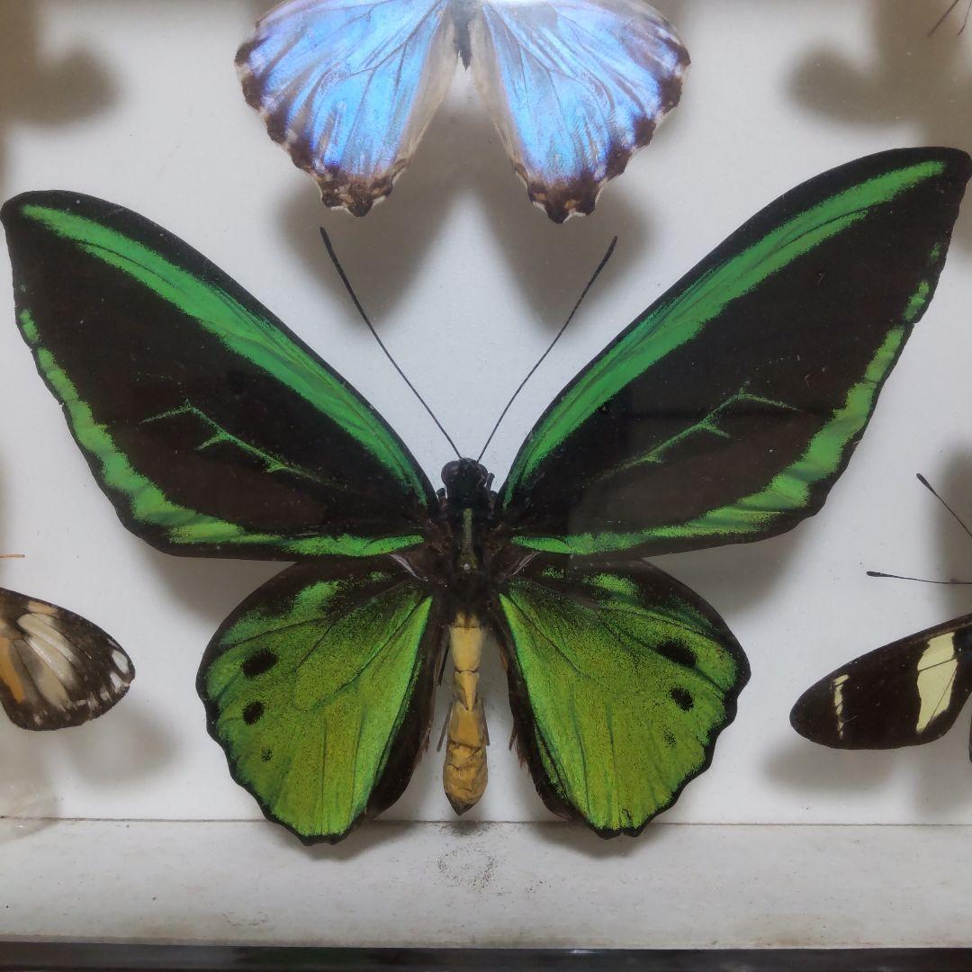 やっちゃん　メガネトリバネアゲハ　スルコウスキーモルフォ蝶　蝶の標本