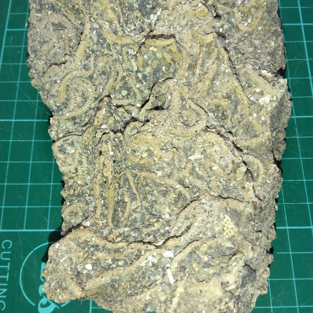 千葉県産 キタクシノハクモヒトデ 立体標本 ヒトデ化石 化石 ヒトデの