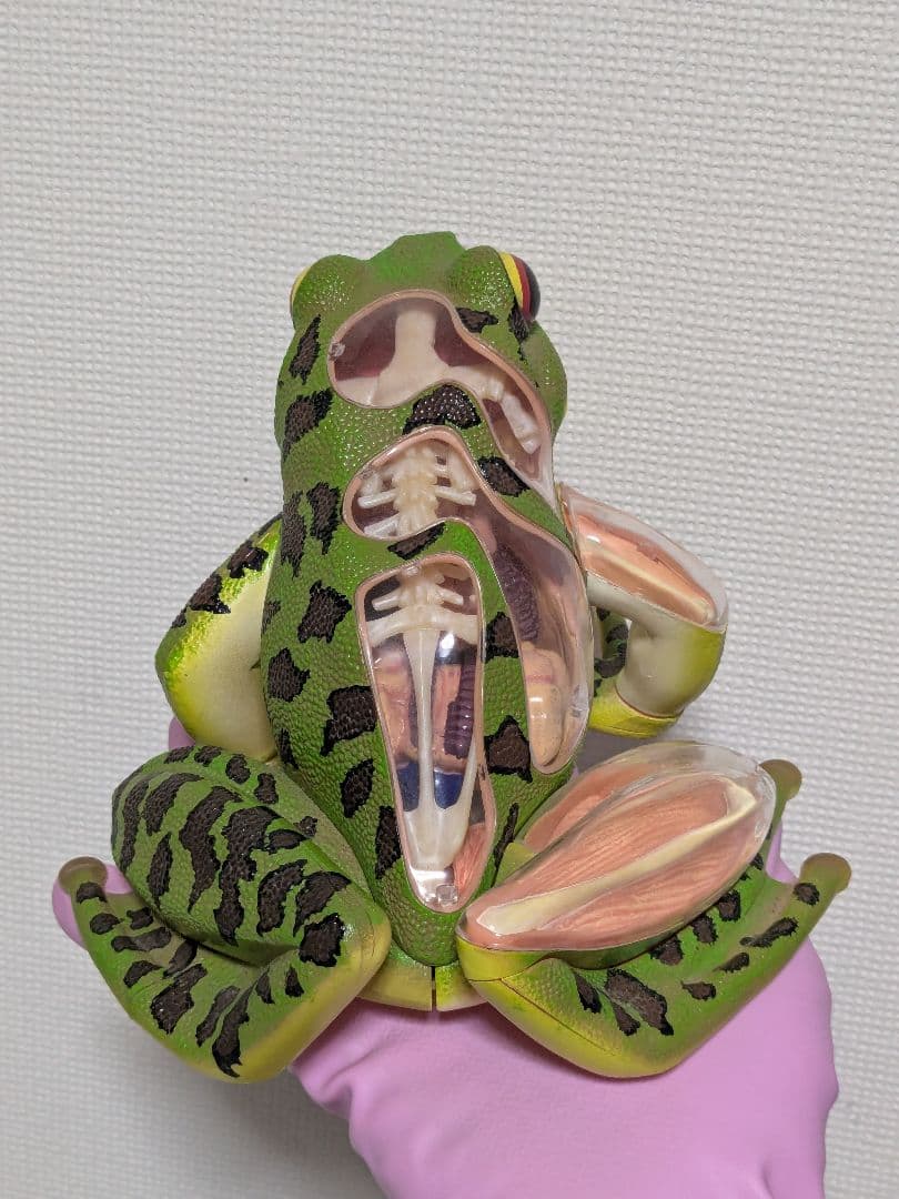 立体パズル 4D VISION 動物解剖 カエル解剖モデル