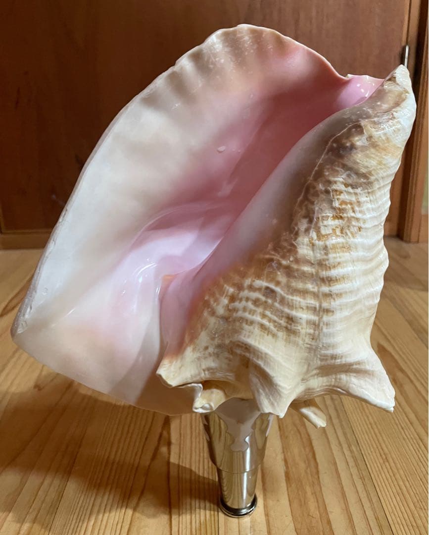 ピンク法螺貝