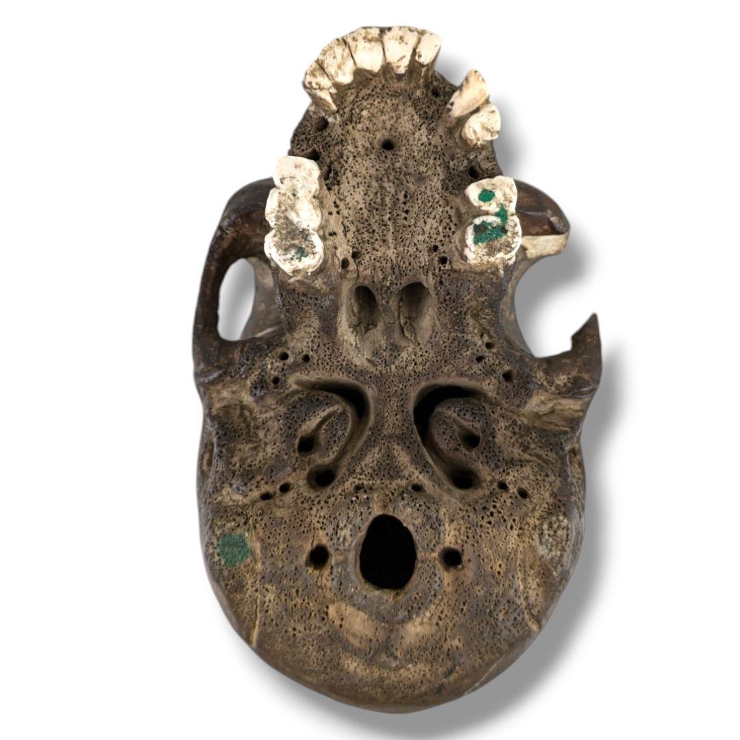 時代品 陶器製 髑髏 骸骨 野晒し しゃれこうべ