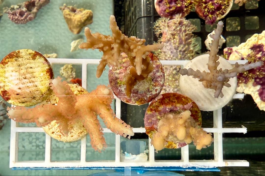 コエダミドリイシ トゲミドリイシ エダコモン キャピタタコモン 4種 サンゴ