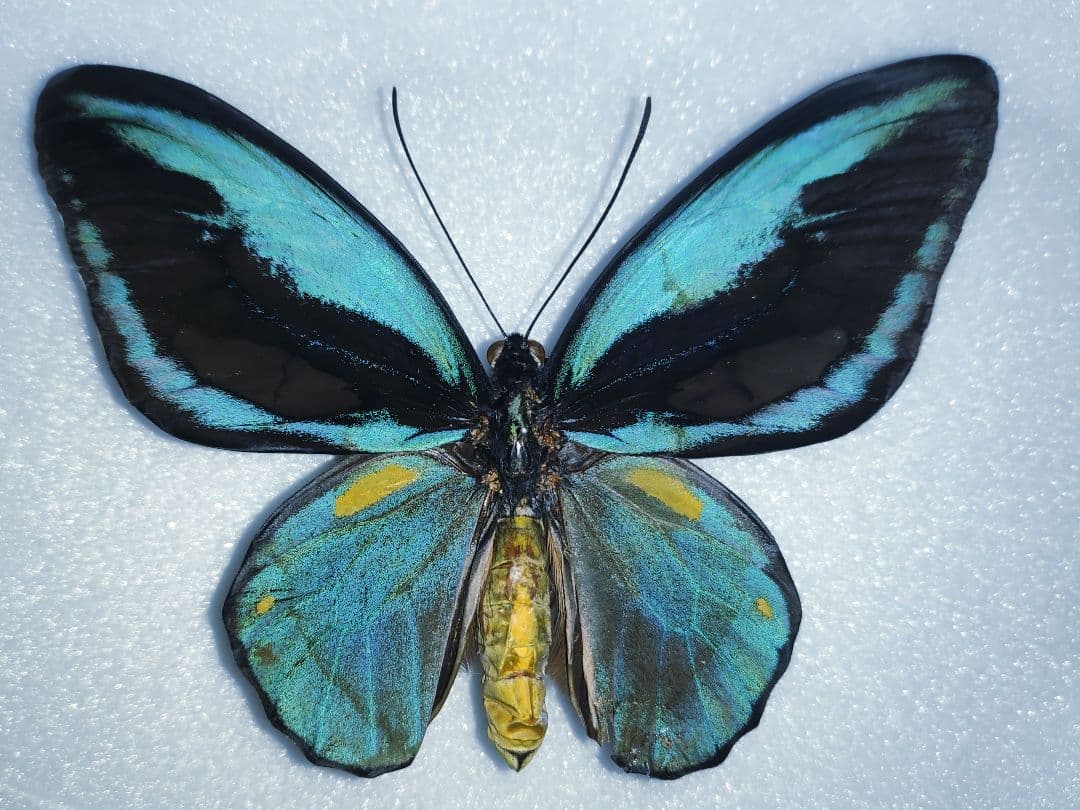 最終値下げ！金紋4つ！オビトリバネアゲハ 標本 - メルカリ