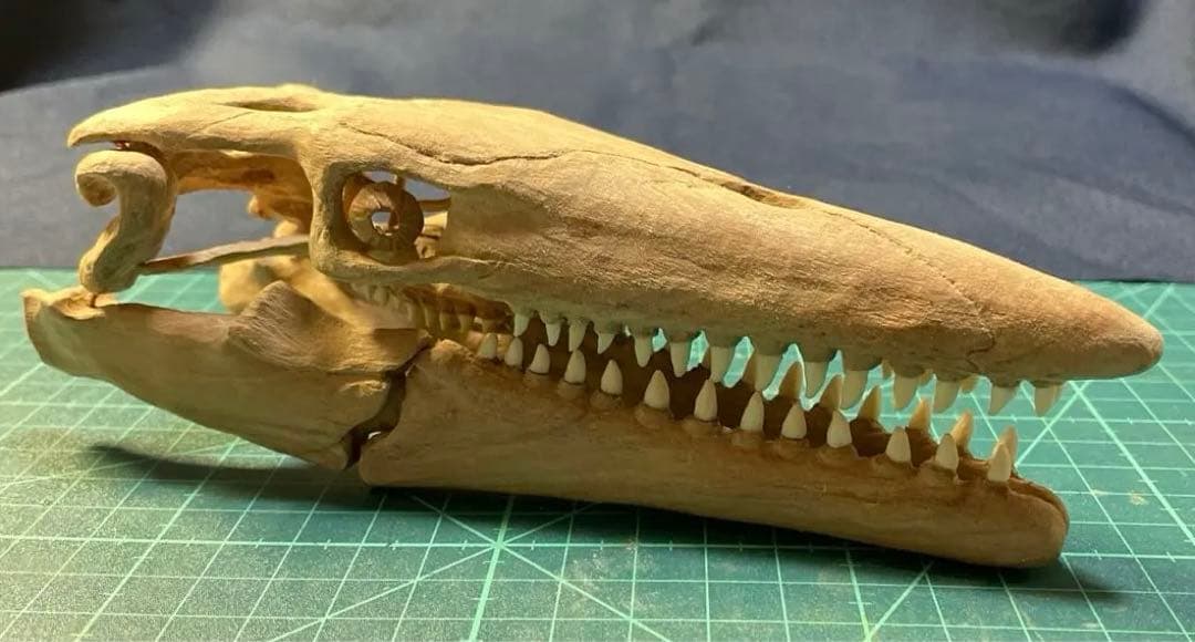 木彫 恐竜 カマラサウルス 頭骨模型 1／10スケール 木彫 恐竜 カマラ