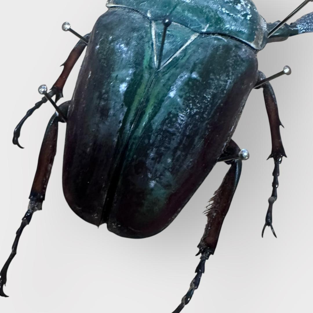 桐箱入り クビワオオツノカナブン 雄 オス 標本 ルワンダ産