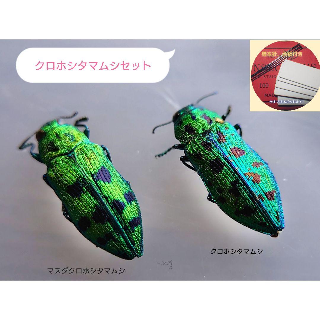 タマムシ標本セット