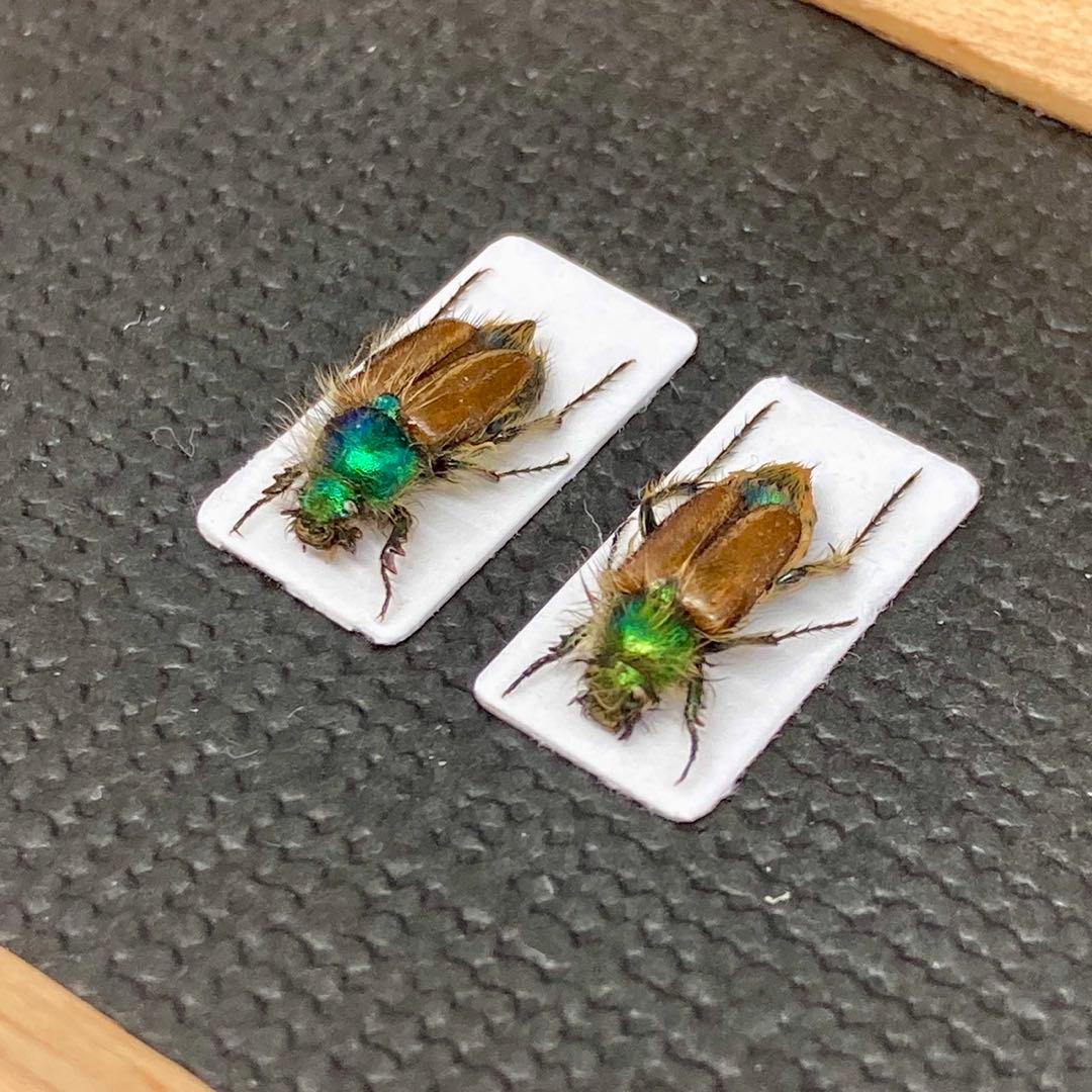 9月限定 昆虫標本 タマムシ