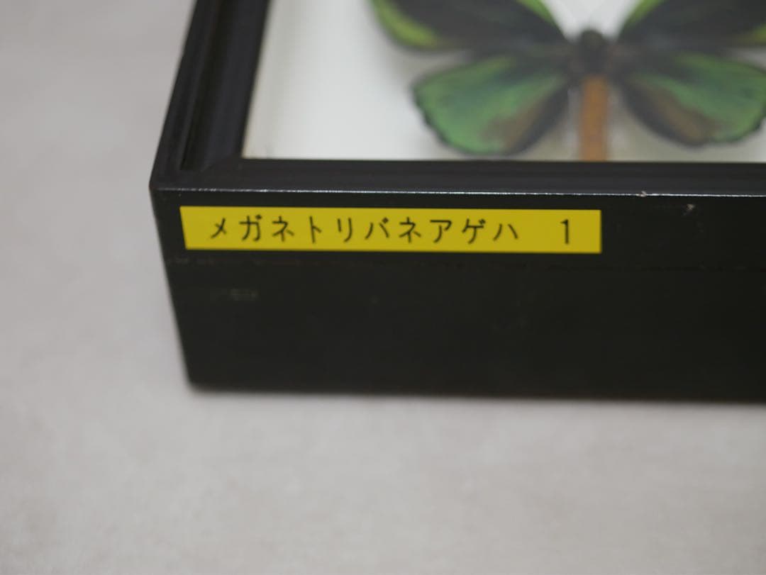 蝶標本 大型メガネトリバネアゲハ② 産地別コレクション 研究用 大型