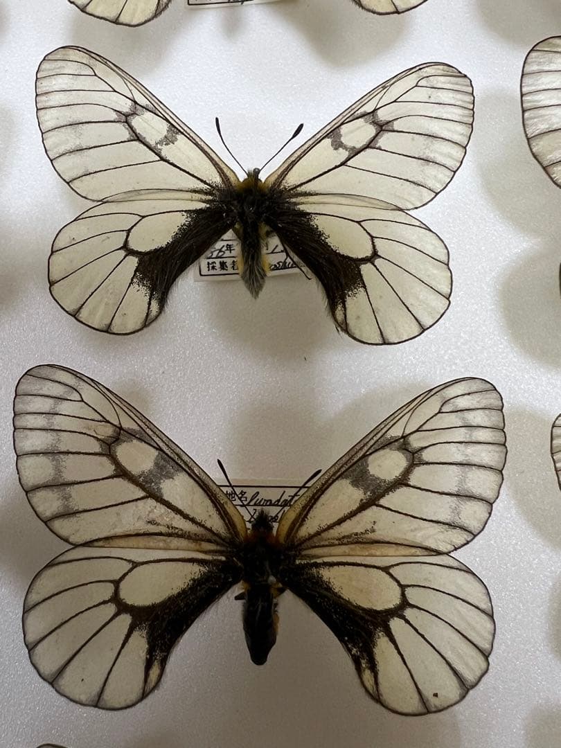 蝶標本希少ウスドイツガラス木箱現状品41x50x6cm写真がご確認し