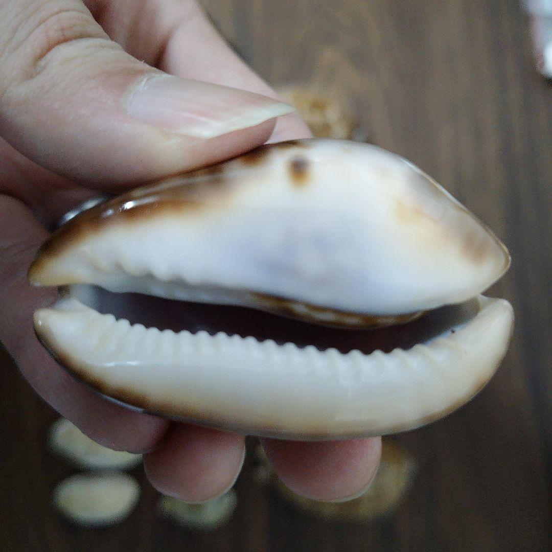 タカラガイ セット 貝殻 標本 - メルカリ