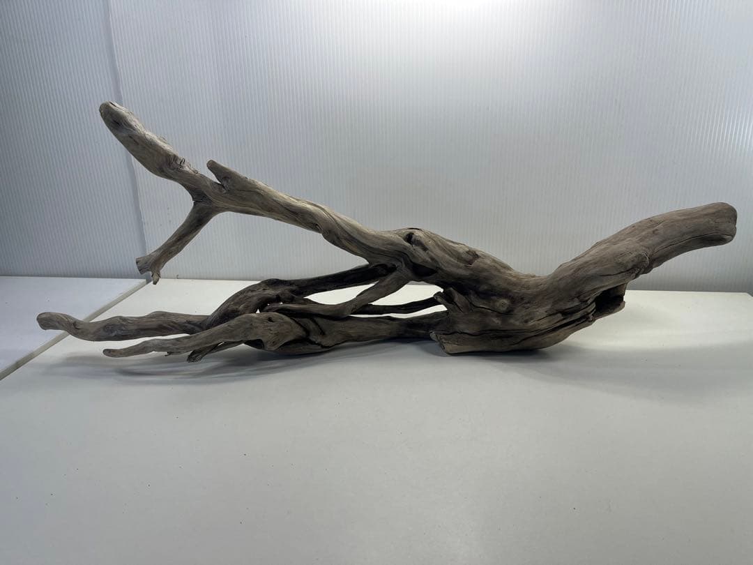 V79アク抜き済み流木 爬虫類シェルター 登り木 インテリア 生け花