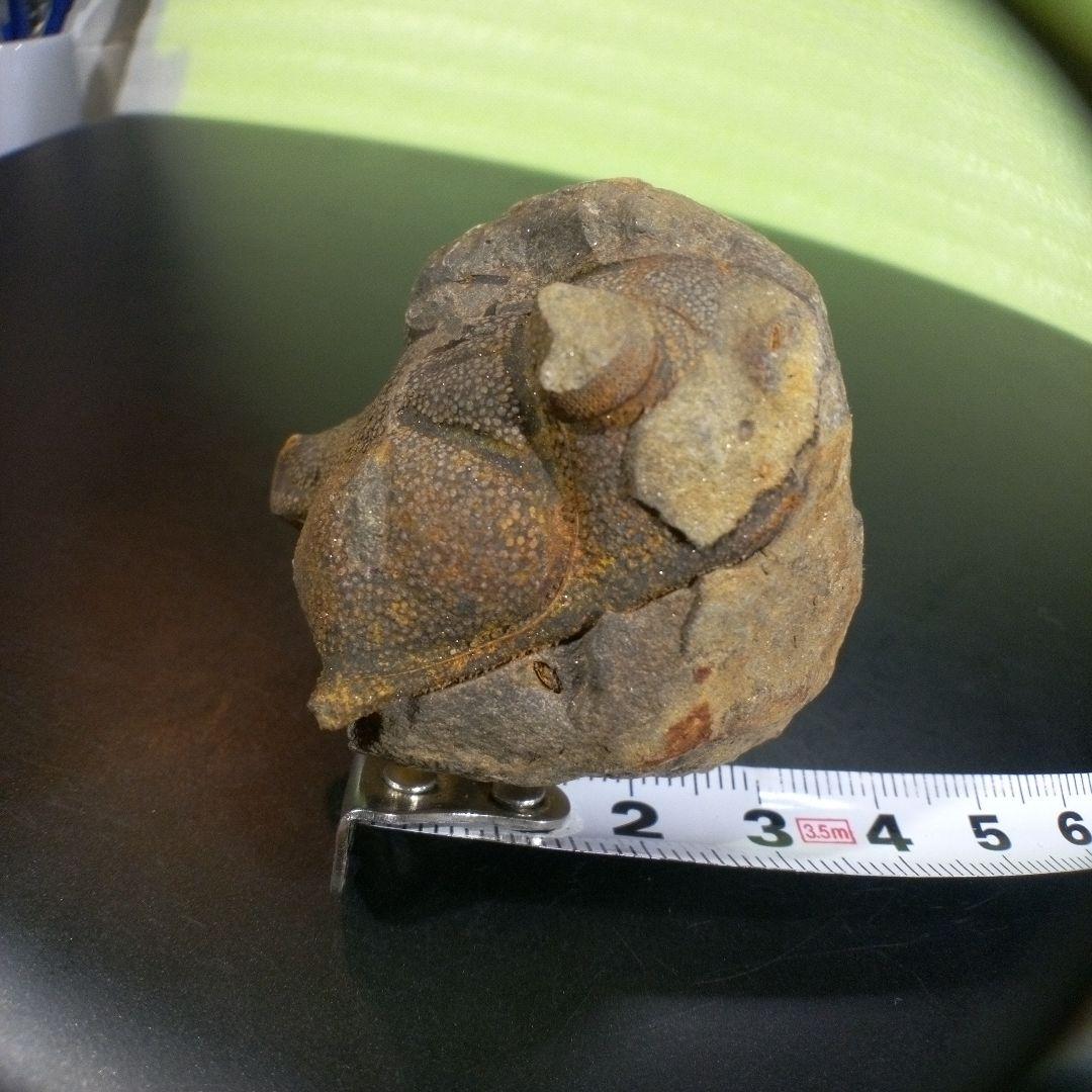 三葉虫 化石 fossil ボリビア trilobite 海生動物 三葉虫識別⑧