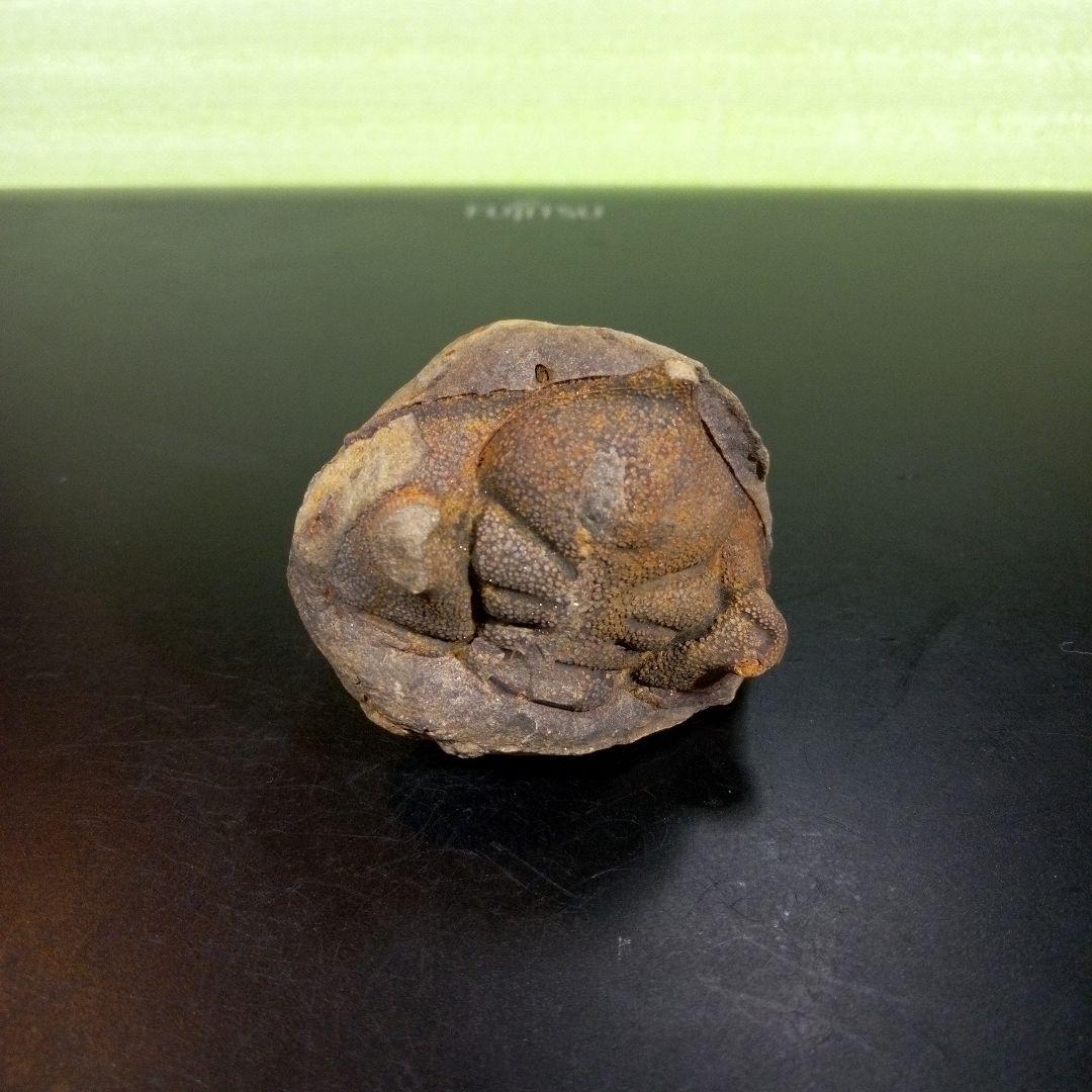 三葉虫 化石 fossil ボリビア trilobite 海生動物 三葉虫識別⑧