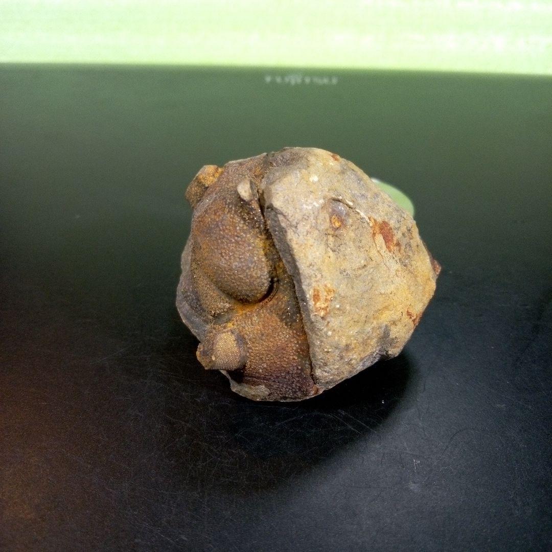 三葉虫 化石 fossil ボリビア trilobite 海生動物 三葉虫識別⑧