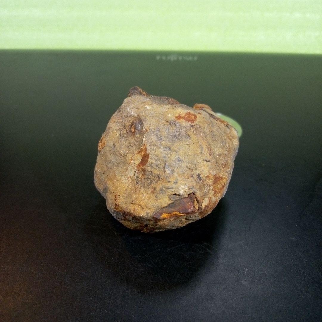 三葉虫 化石 fossil ボリビア trilobite 海生動物 三葉虫識別⑧